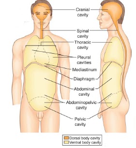 Anatomy and Physiology I Coursework: Dorsal/Ventral Body Cavities