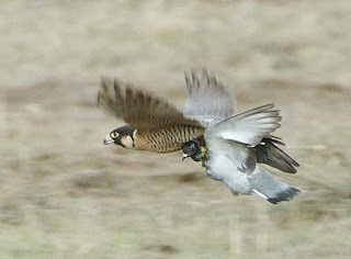 Falcon is hunting Pigeon from neck