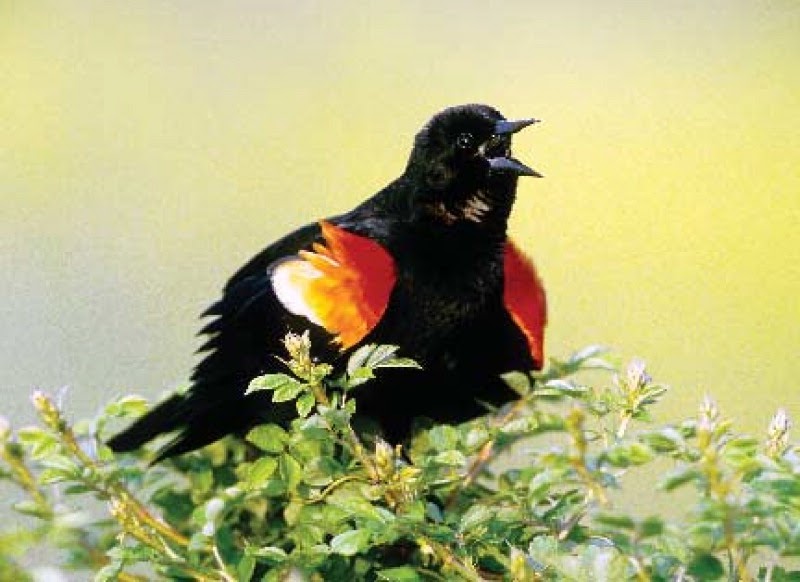 wild birds unlimited red winged blackbird facts wild birds unlimited red winged blackbird facts