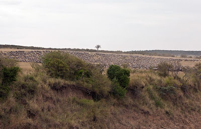 Amazing Story In Kenya Antelope Saved by a Hippo Seen On www.coolpicturegallery.us