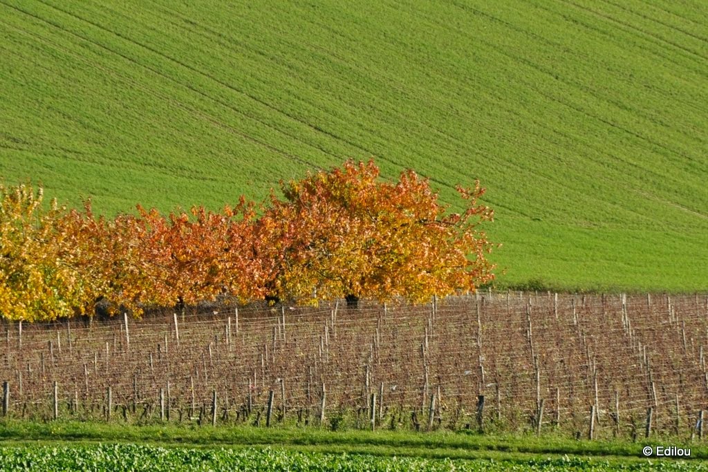 carré de vigne gros plan, a square patch of vineyard, виноградник