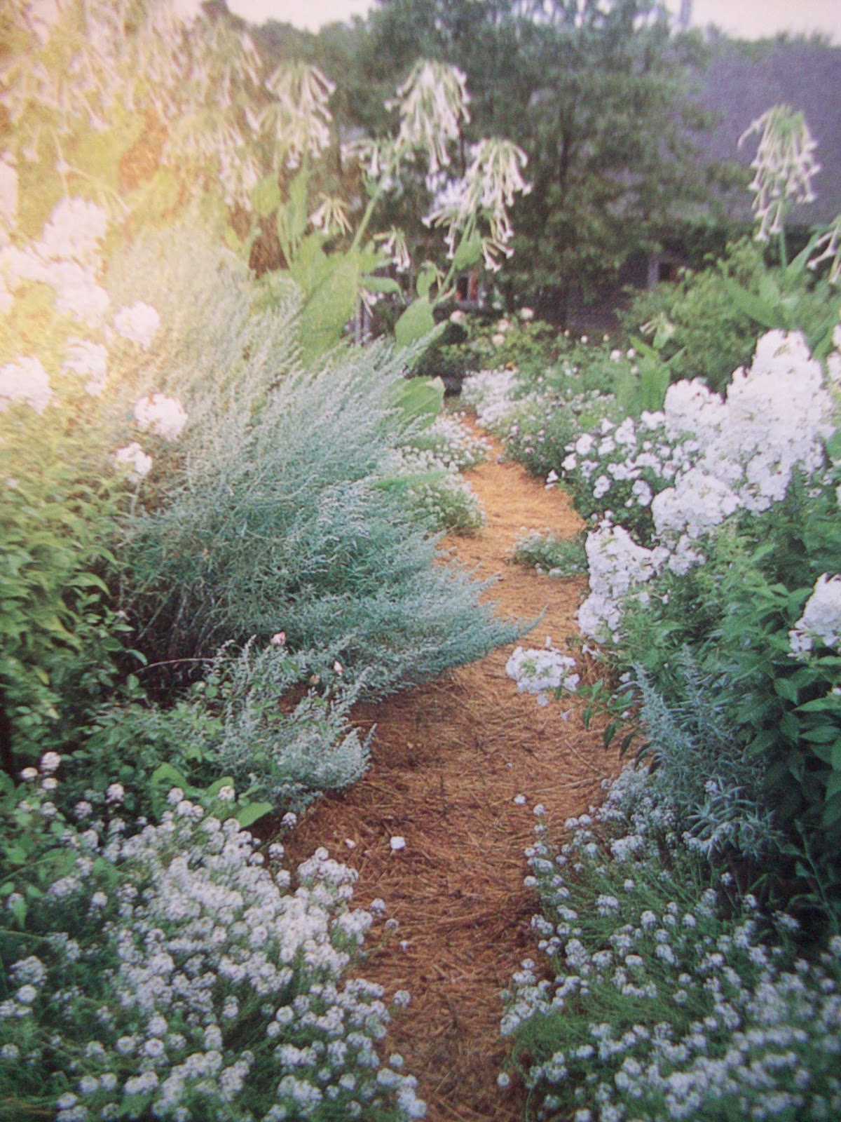 Three Dogs In A Garden Creating A White Garden Sun Edition