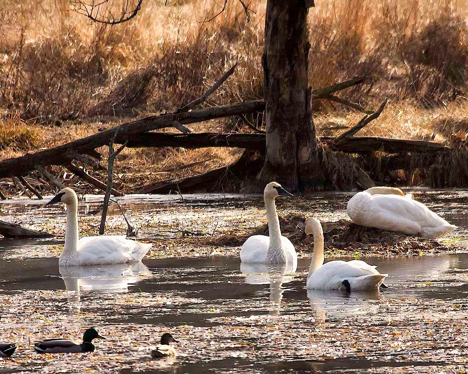 Uncollared Trumpeter Swans Uncollared Trumpeter Swans