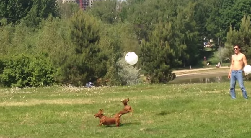 犬のリフティング