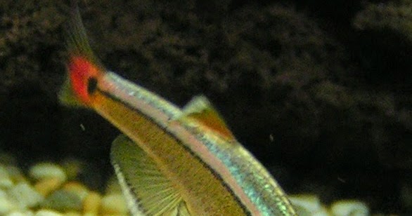 Freshwater Frenzy: Plans for Stocking a 5-Gallon Aquarium