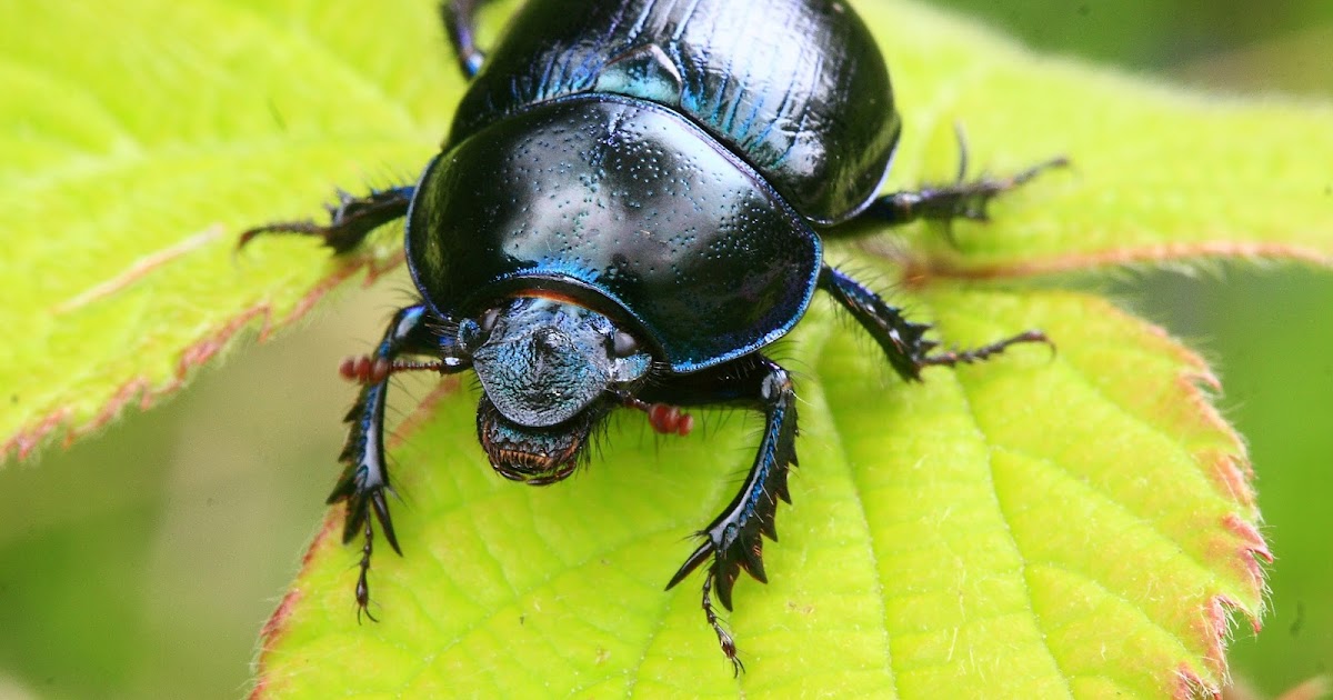 YUYUBARAGAÑO .FOTOGRAFÍA DE NATURALEZA.: " Escarabajo pelotero
