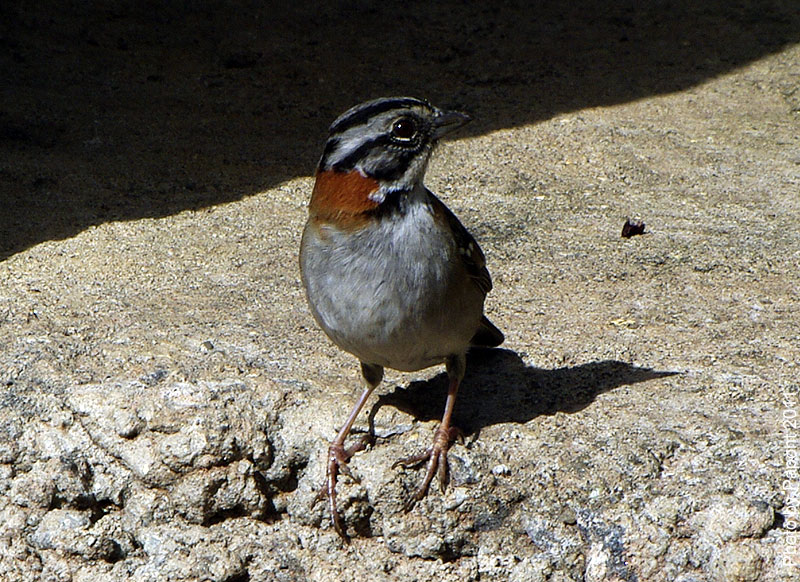 Птицы в фотографиях из путешествий