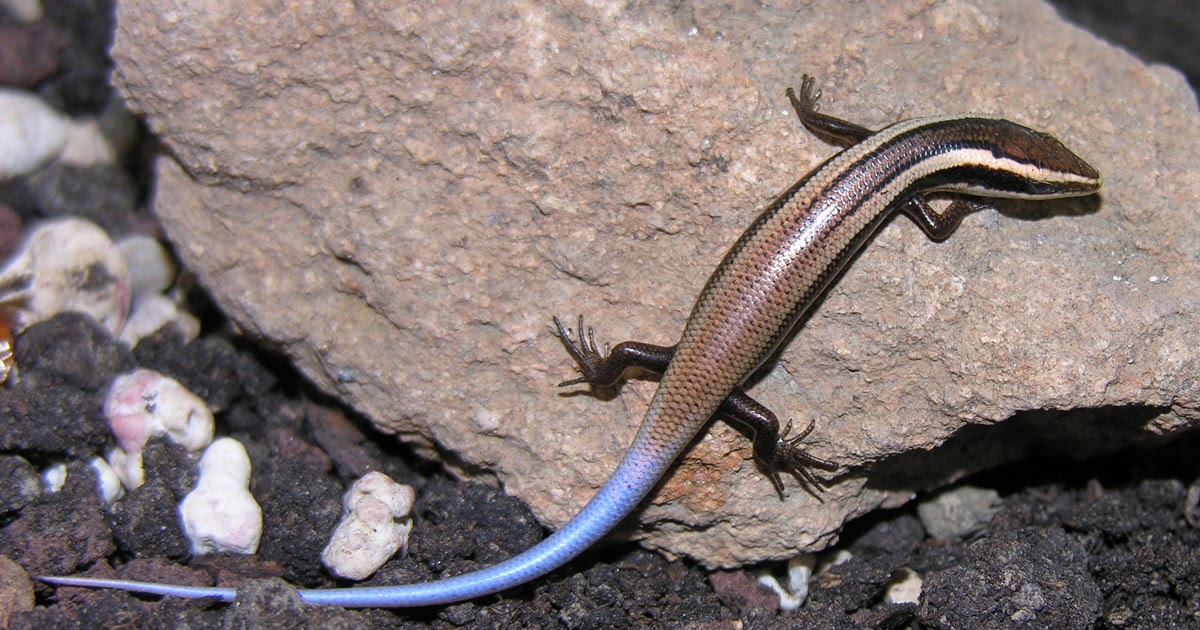 24 Species of Lizards Called Skinks Newly Discovered On Caribbean