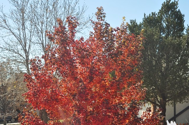 front yard tree coloradoviews.filminspector.com