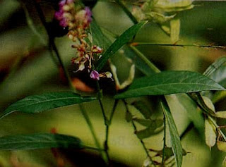 Daun Duduk (Desmodium triquetrum [L.] D.C.)