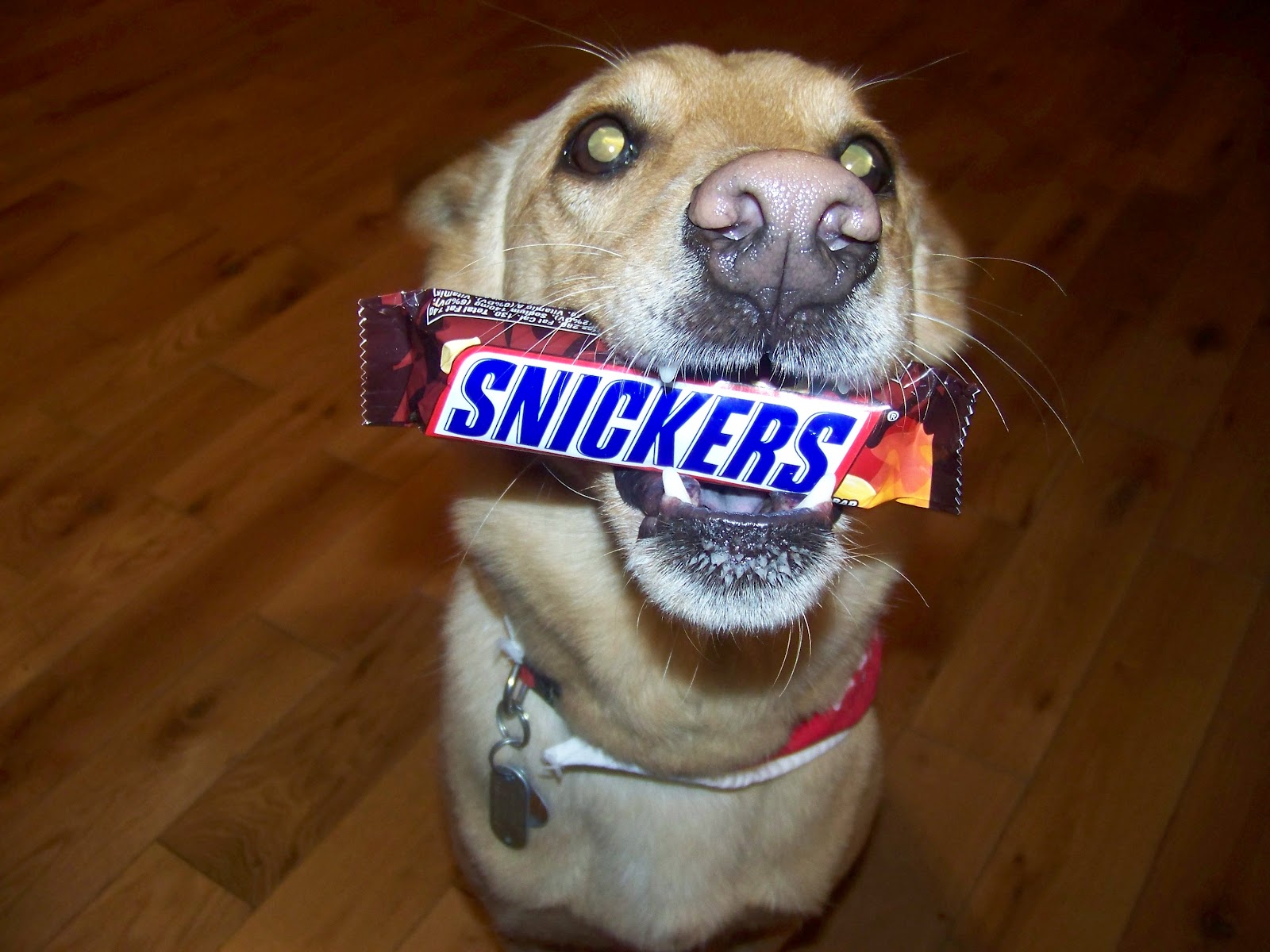 Sarge Speaks Out Snicker Saturday...Safari