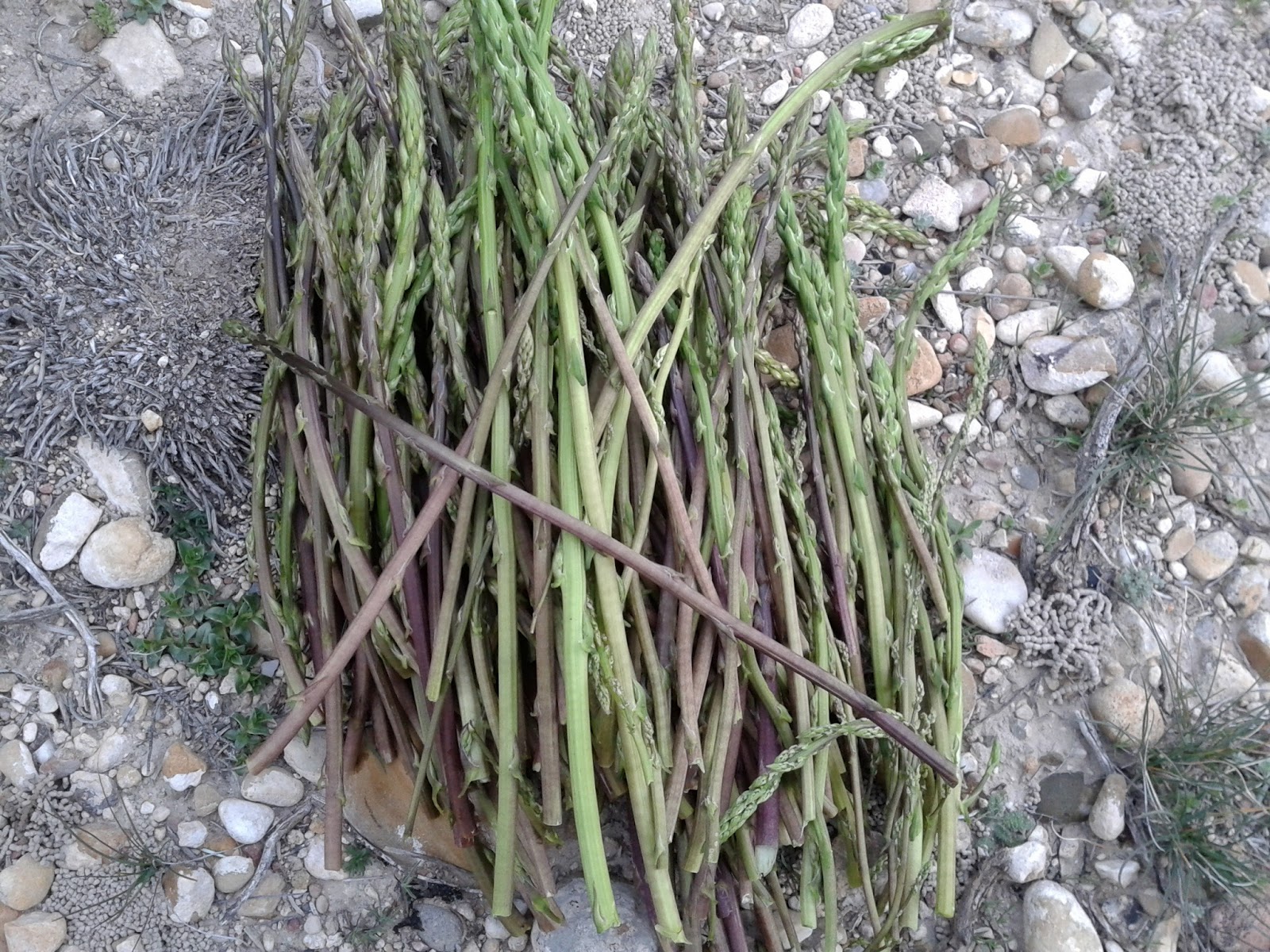 BirdwatchingZaragoza WILD GREEN ASPARAGUS HARVESTING