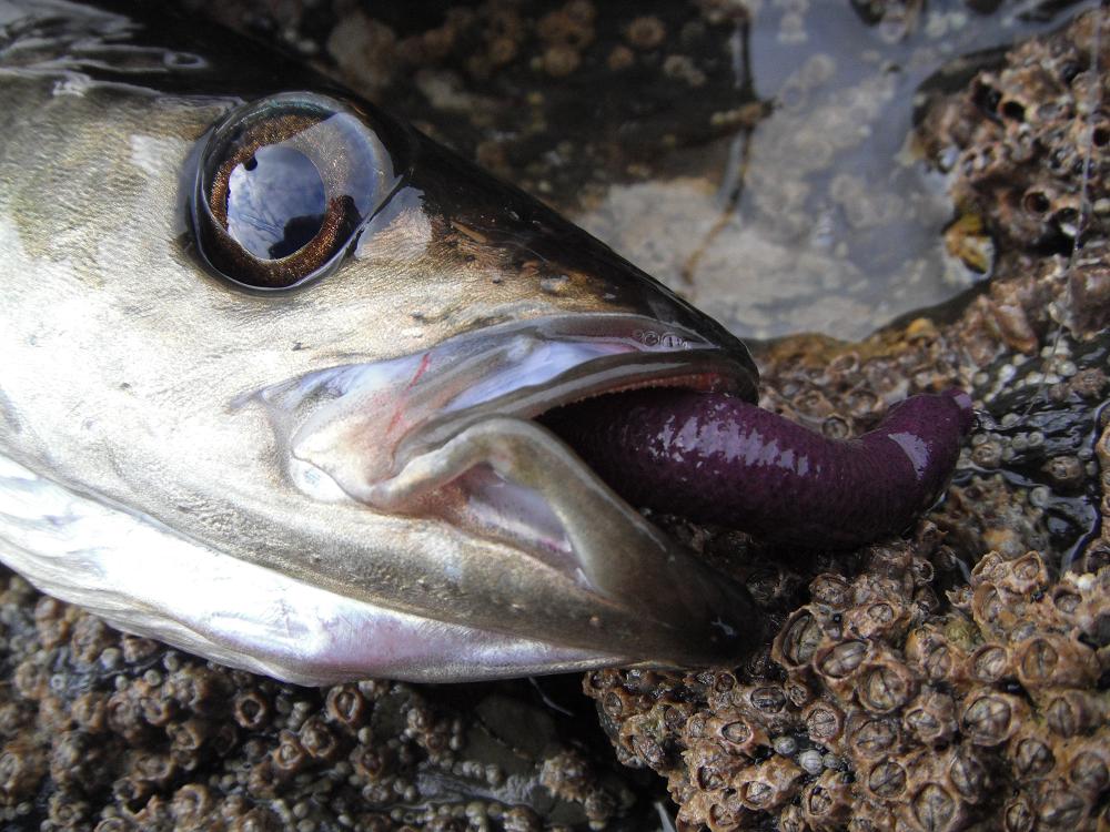 South East Lure Angling More LRF and another first...