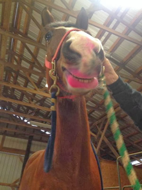 Funny animals of the week 21 February 2014 (40 pics) Amazing Creatures