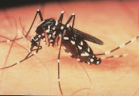 asain mosquito