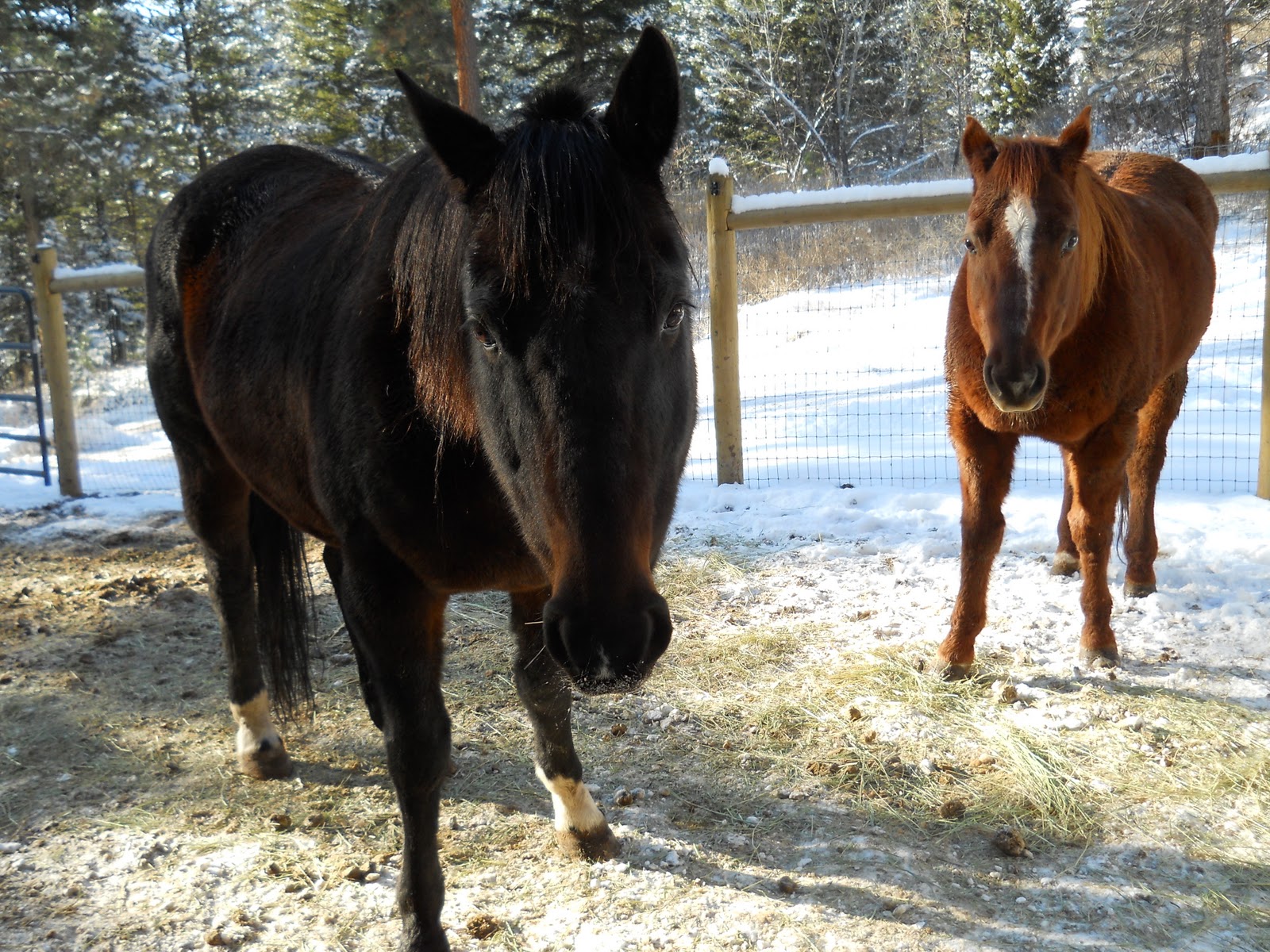 Blue Scale Quail, Bored Horses and Freezing Temperatures - Eating Wild