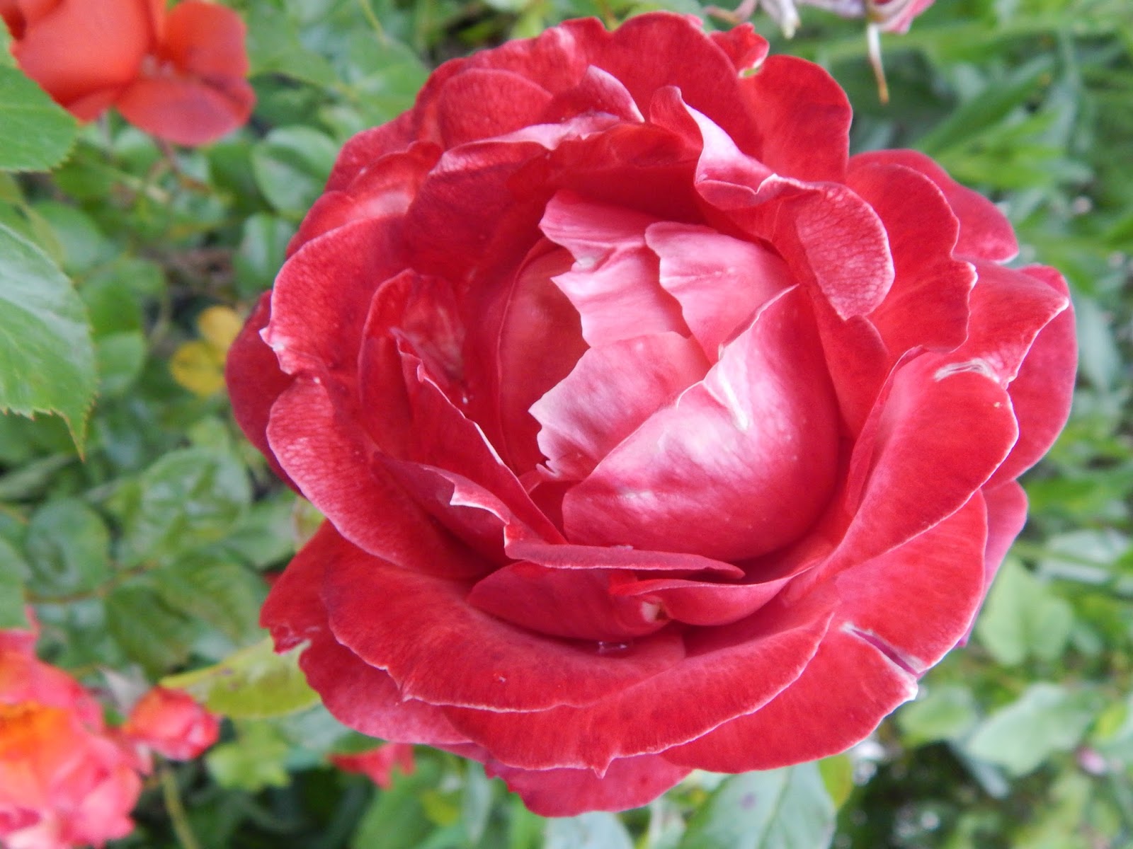 Beautés Florales ROSIER TERRACOTTA