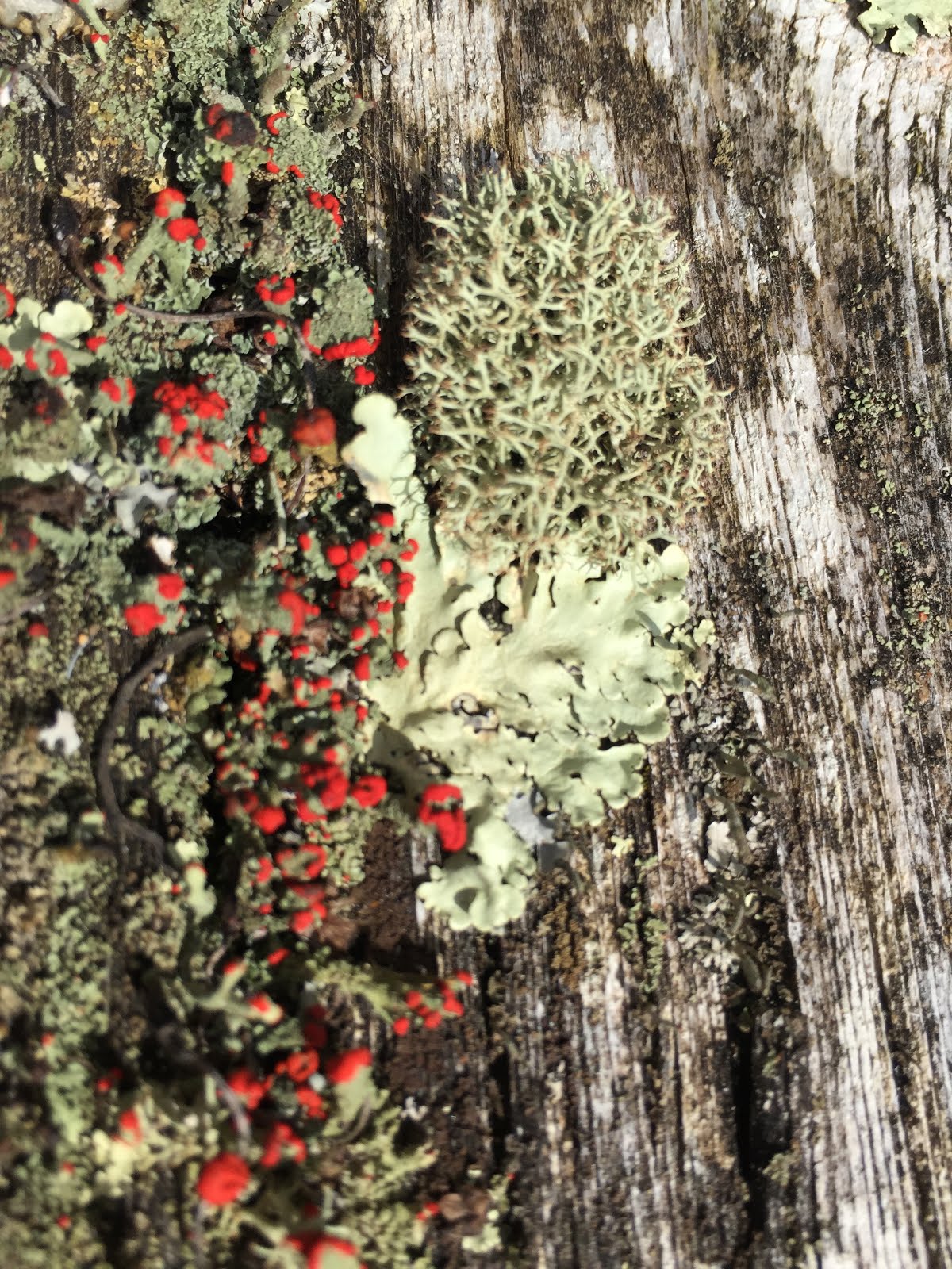Lichen on a Bench