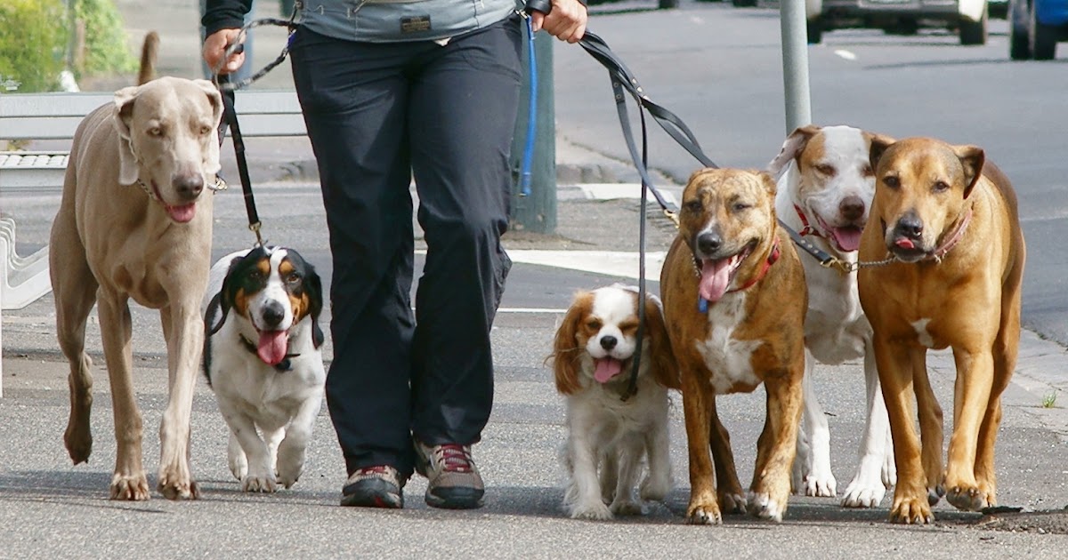 Stonnington Urbs Dog walking South Yarra