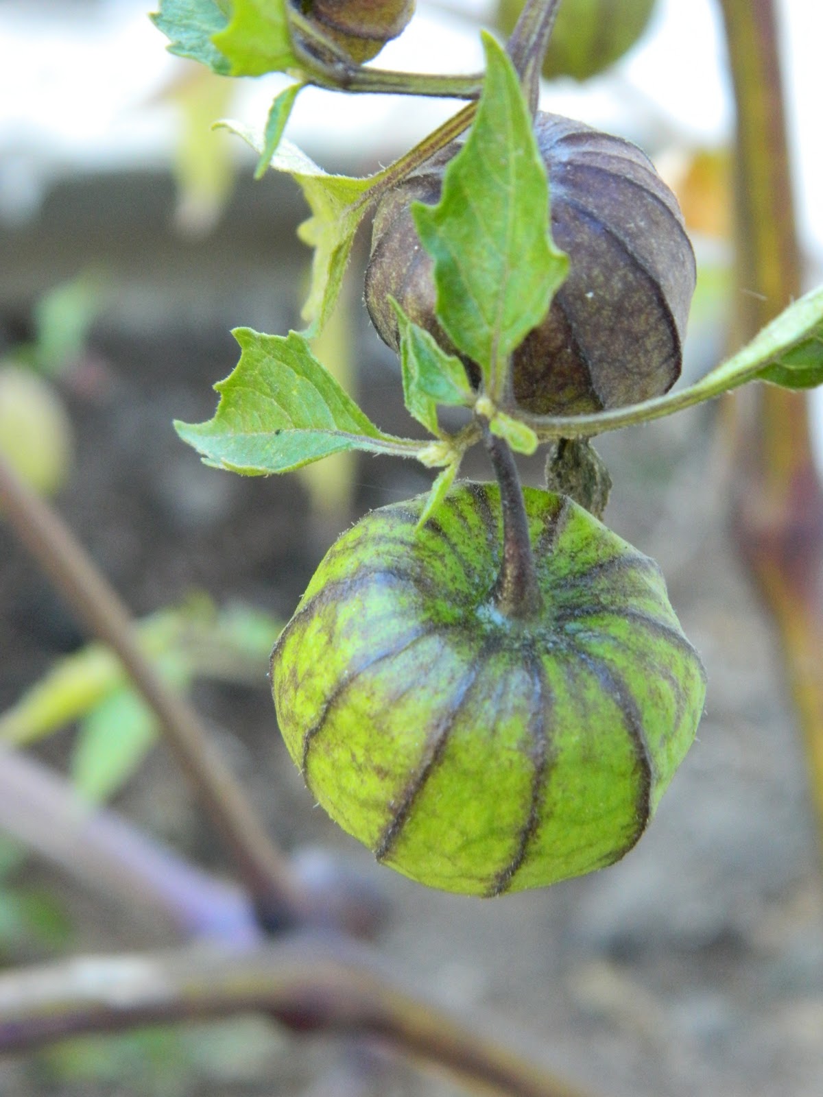 Hatchstone Cooking Purple Tomatillo Relish