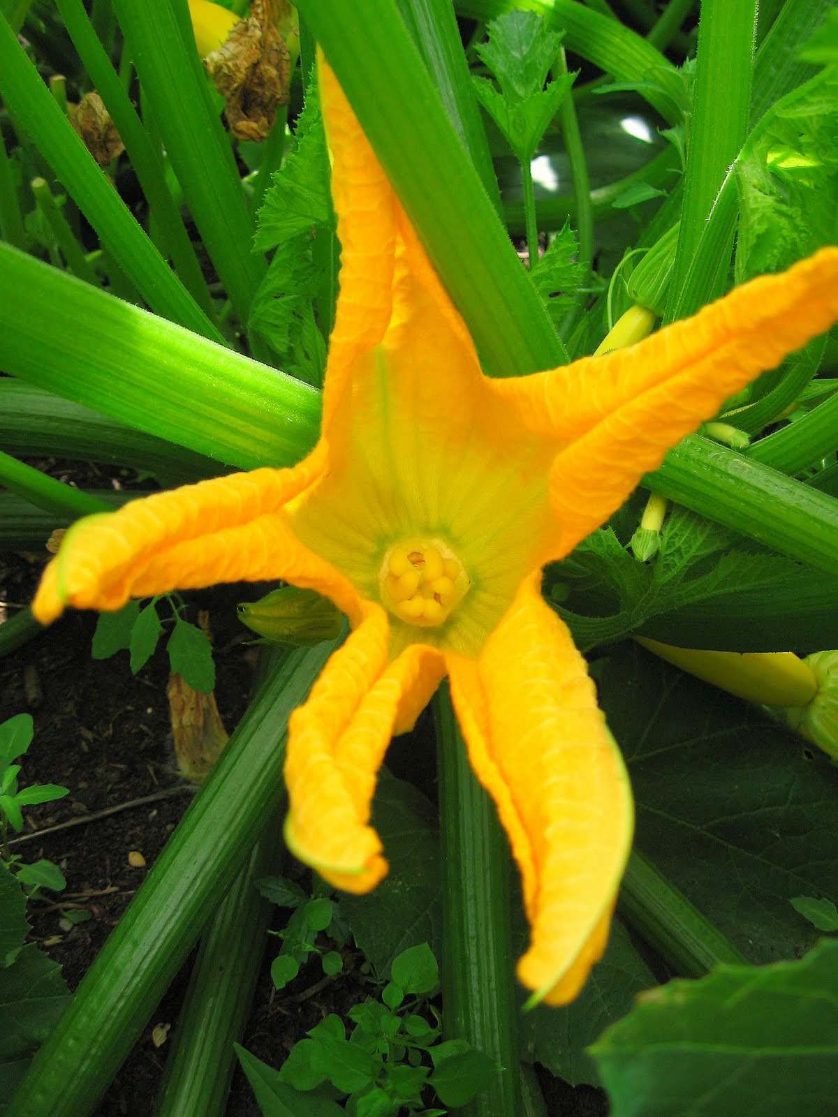 sweetsugarbean Savouring Summer Zucchini Flowers Stuffed with
