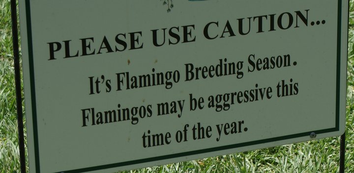 Flamingo Breeding