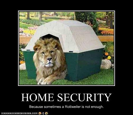 Cats Wont Eat After Bringing Home Dog Cats Wont Eat After Bringing Home Dog