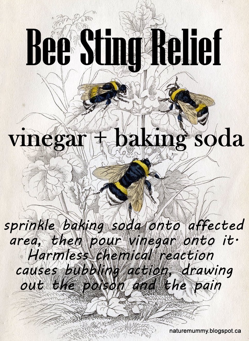 bee sting remedy for pain bee sting remedy for pain