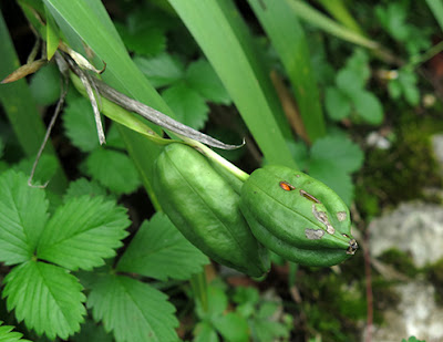 Frutos de lirio hediondo (Iris foetidissima)