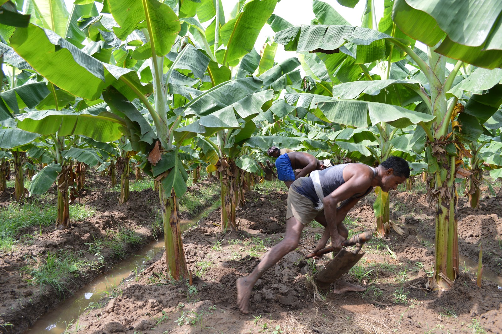 NGO News blog, NewsLine “Fertility of soil and weed control are very