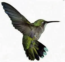 Apa Yang Dimaksud Algoritma Hummingbird Google