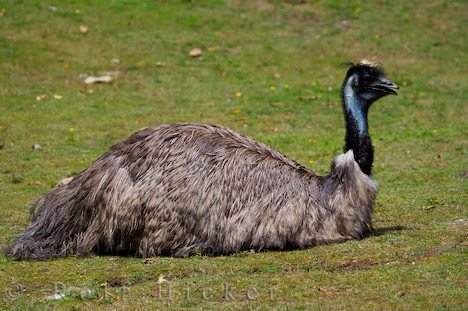 Emu Animal Wildlife