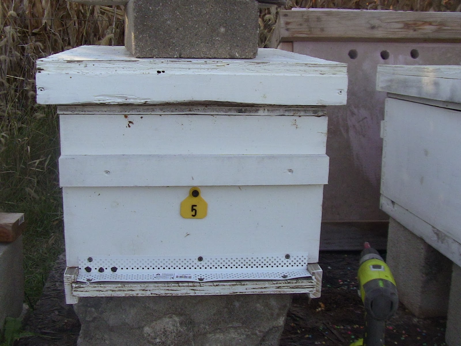 Maria's Bees Fall Inspections Wrapping hives and installing mouse guards