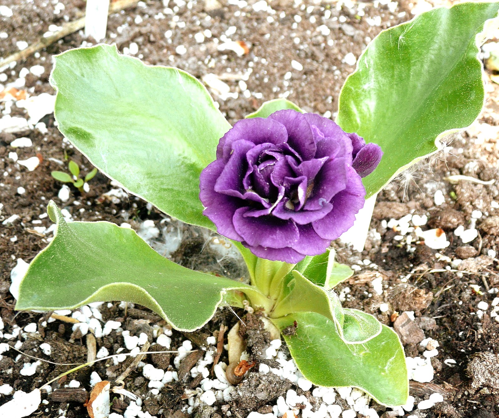 Sweden's Auricula Club Soil & potting compost for growing Swedish
