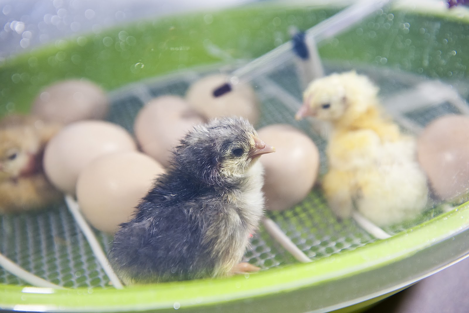 Premier Farm Diary Freshly Hatched Chicks!