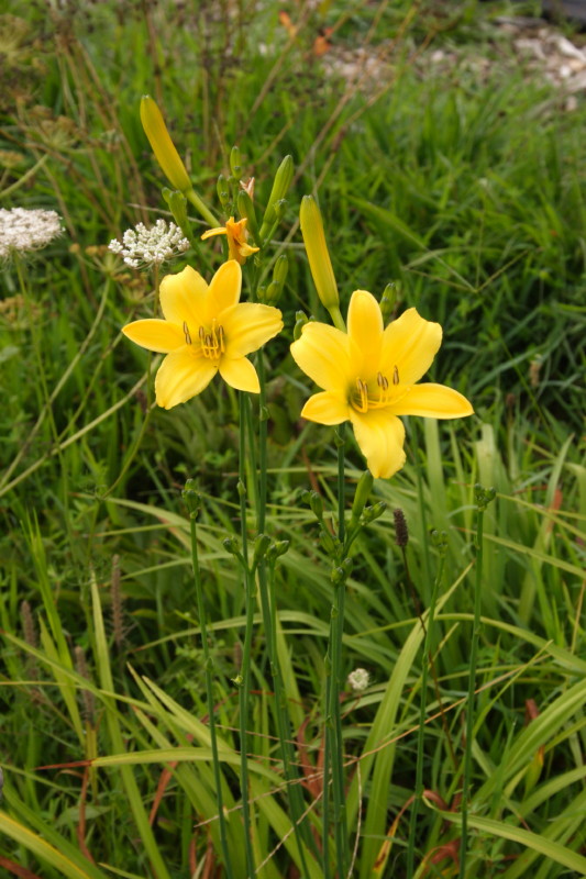 My Virtual Maryland Garden Hemerocallis 'Autumn King'