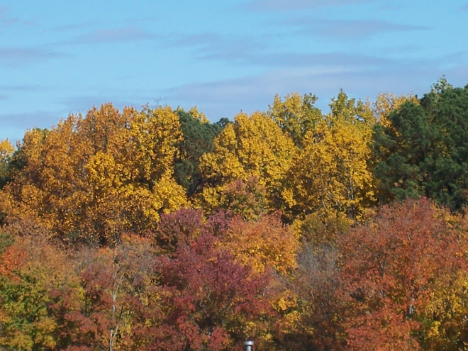 Trees in Fall