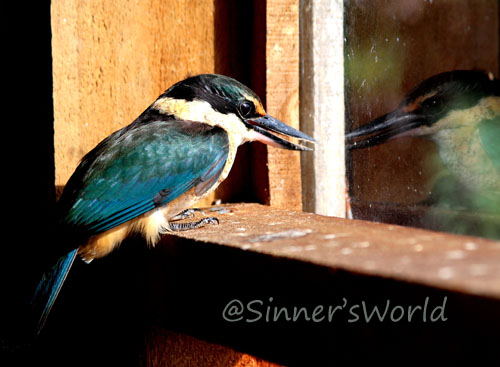 Kingfisher