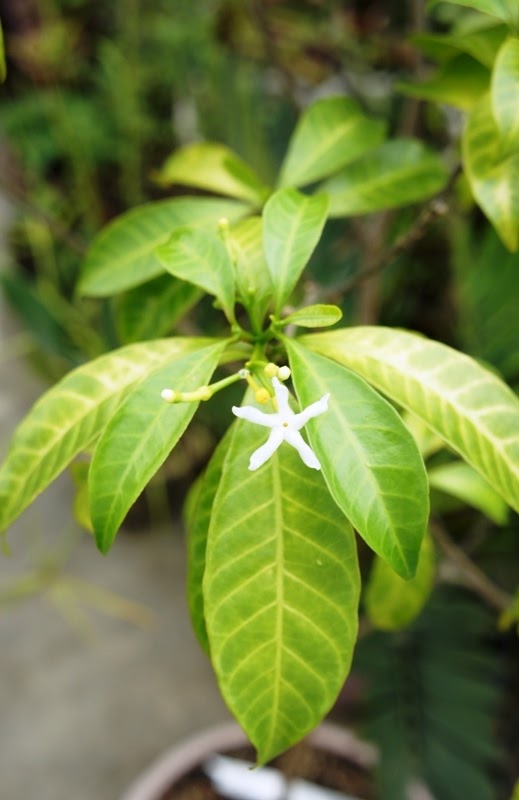 OUR PHILIPPINE TREES Flowers from the Visayas