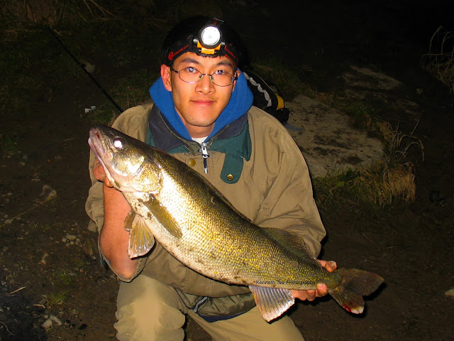 [Image: Actinopterygii_Perciformes_Percidae_Luci...6_post.jpg]