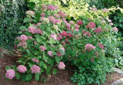 Three Dogs In A Garden The New Dwarf Hydrangeas