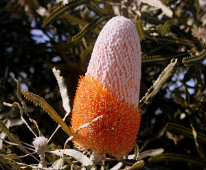 Acorn Banksia, near Morowa Western Australia