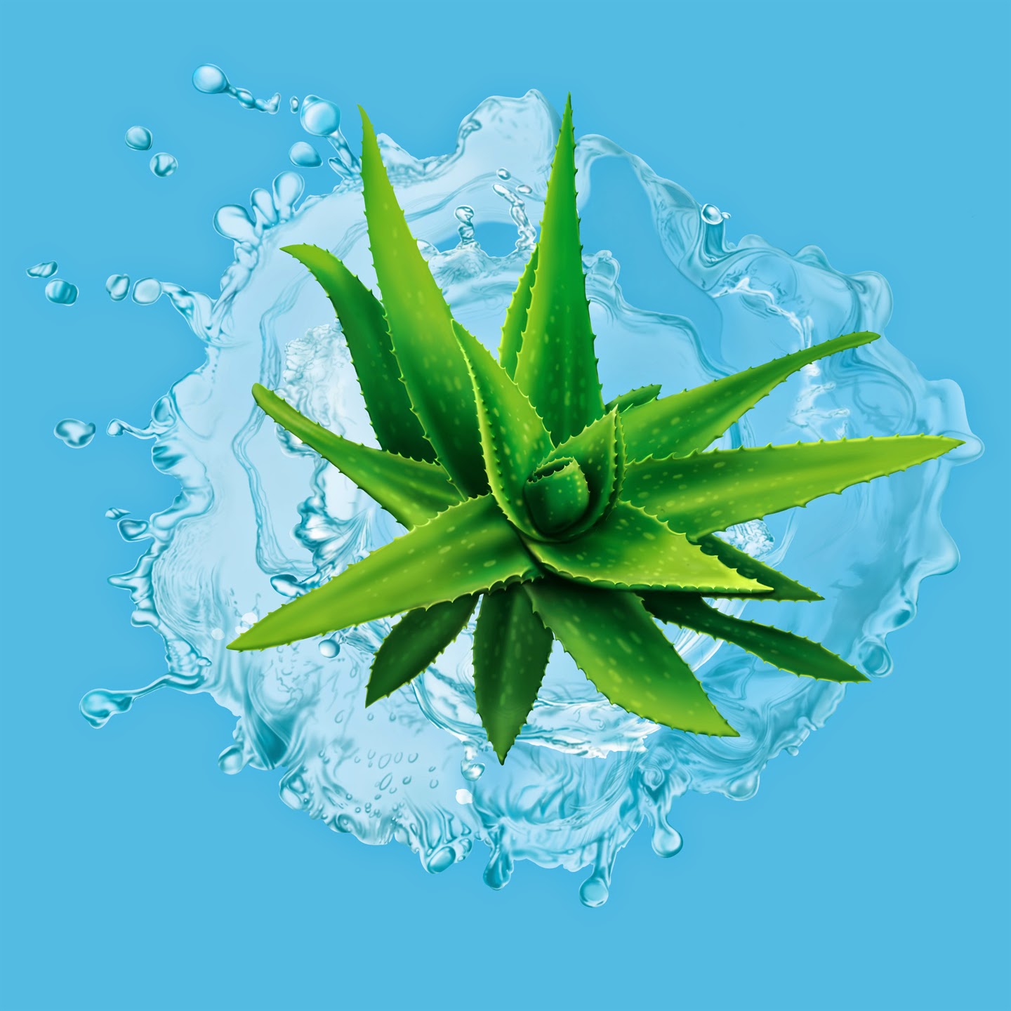 Aloe vera plant for sale picture