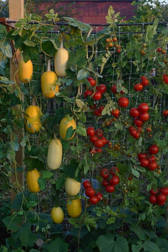 Florawereld.com: low budget tuinieren,waar een wil is,is een tuin!.
