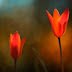 Windows 8 HD Wallpapers Flowers