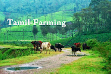 Tamilnadu-Farming