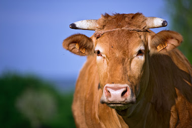 La vaca rubia gallega