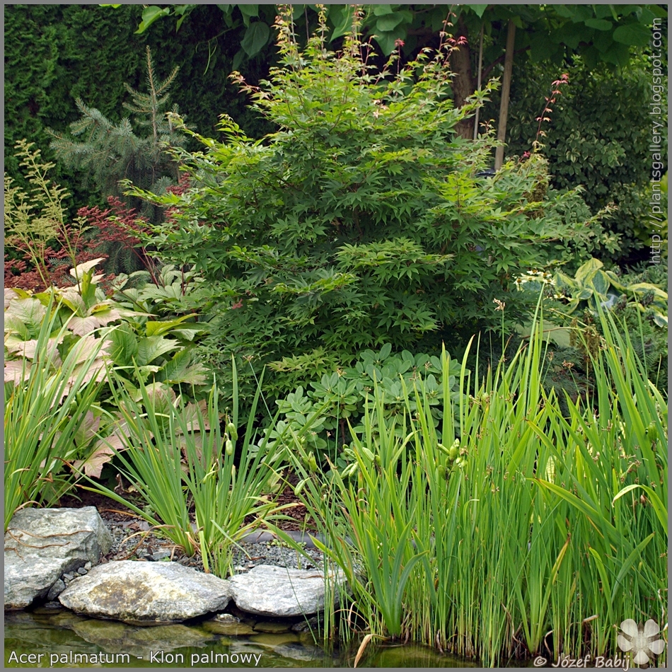 Acer palmatum - Klon palmowy