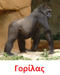 https://dl.dropboxusercontent.com/u/72794133/%CE%96%CE%A9%CE%91/GORILLA.wav