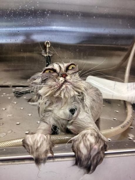 Funny cats in water "funny pics + video " - Animal Info
